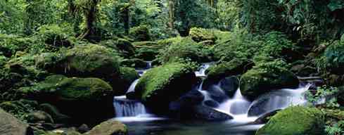 Bosque Nuboso de Monteverde 