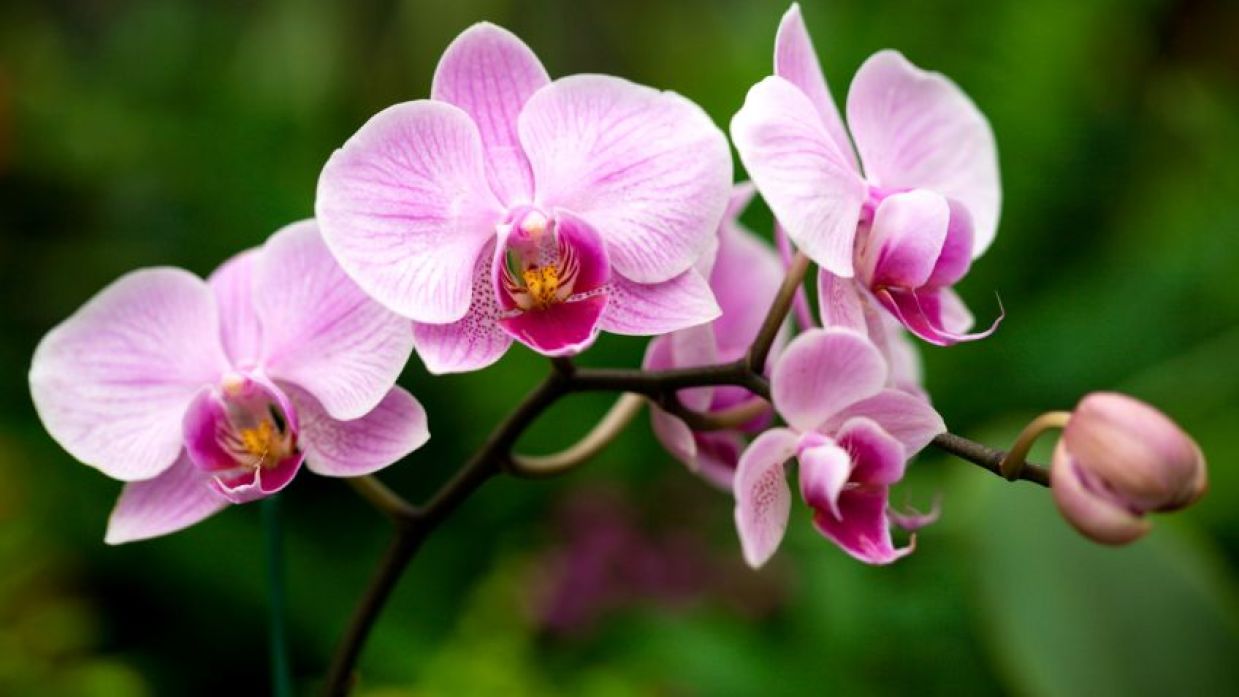La orquídea mariposa más rara de toda Europa