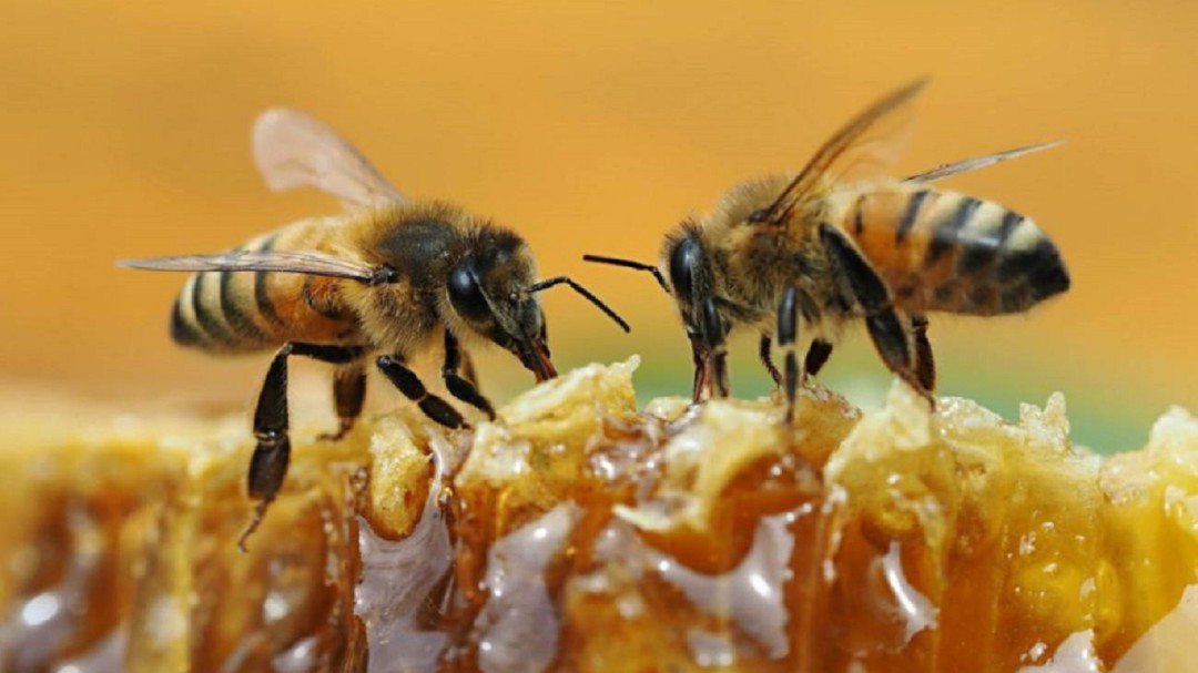 Sensores para averiguar por qué desaparecen las abejas