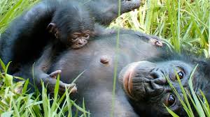 La evolución del bonobo