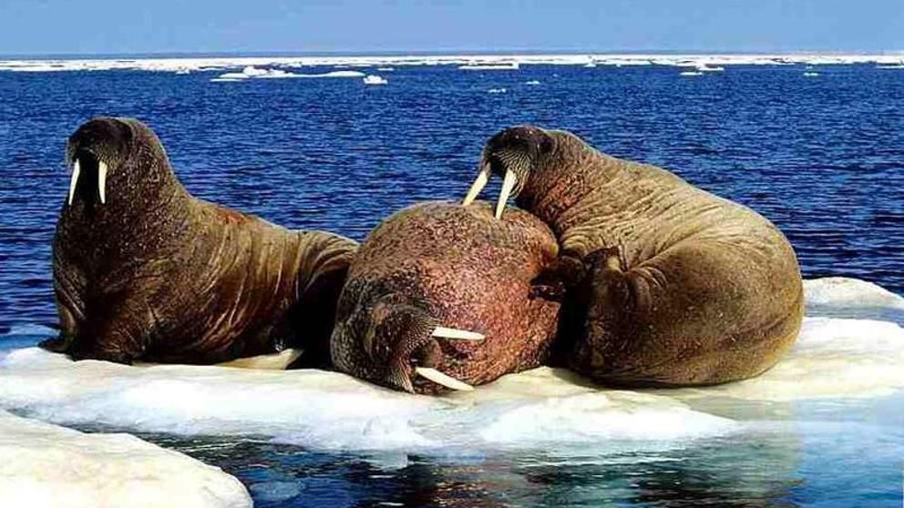 Morsa, Animales del Mar