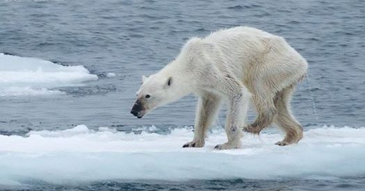 Un oso polar avisa del cambio climático